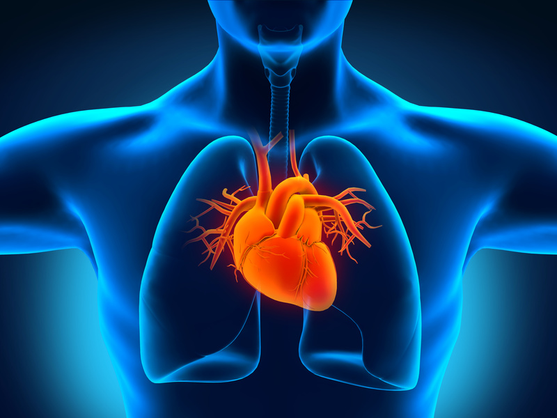 Menschliches Herz Gesundheit Si